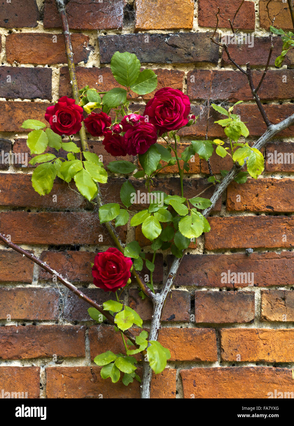 Red rose rampicanti in il giardino murato a Belton House, Lincolnshire Foto Stock