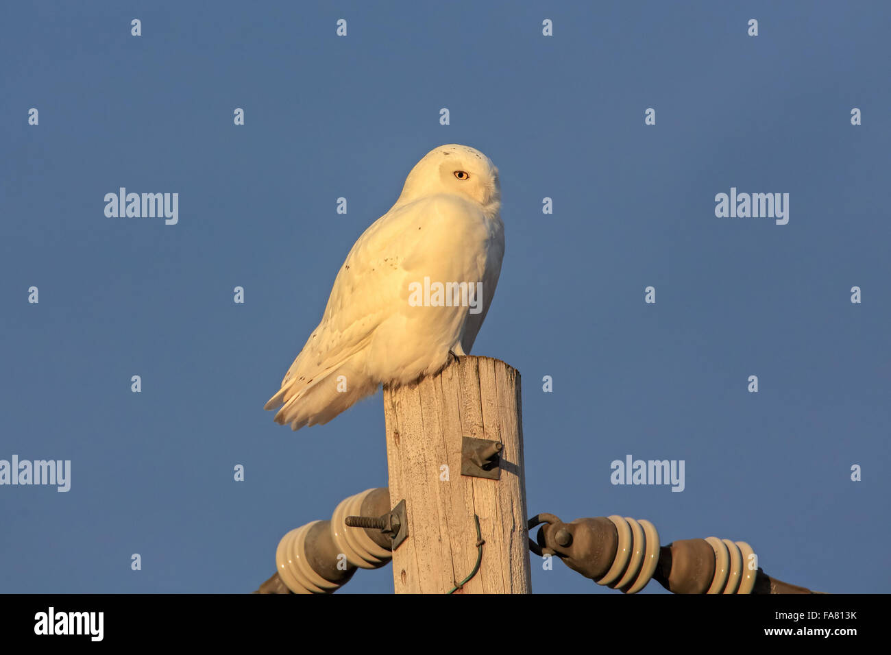 Dic. 19, 2015 - un maschio maturo civetta delle nevi (Bubo scandiacus) posatoi su un polo utilità in western Wisconsin. © Keith R. Crowley/ZUMA filo/Alamy Live News Foto Stock