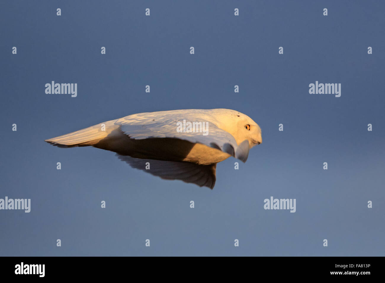 Dic. 19, 2015 - maschio maturo civetta delle nevi (Bubo scandiacus) in volo su western Wisconsin farmland. © Keith R. Crowley/ZUMA filo/Alamy Live News Foto Stock