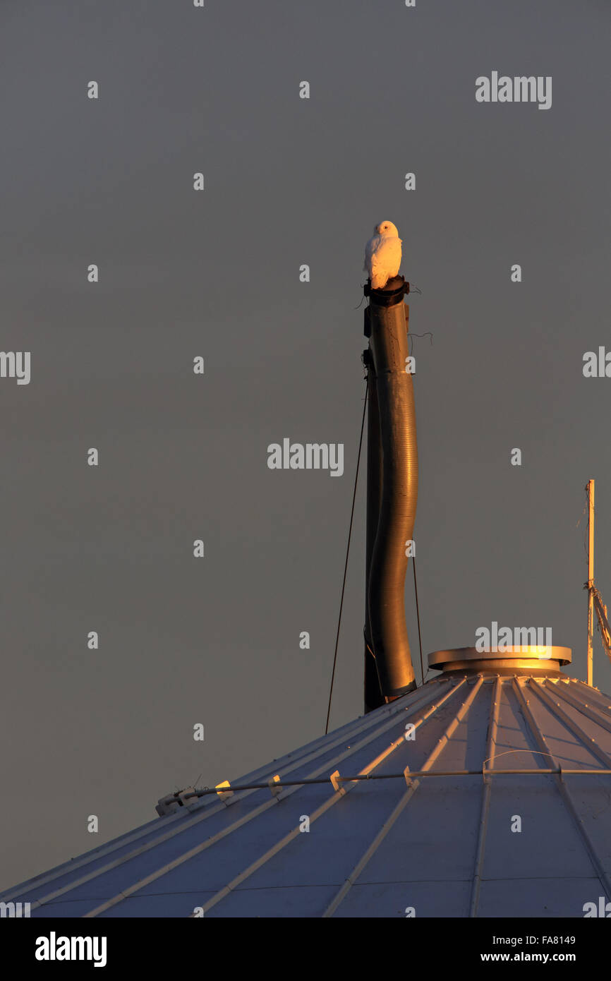 Dic. 19, 2015 - un maschio maturo civetta delle nevi (Bubo scandiacus) posatoi su un serbatoio granella in western Wisconsin © Keith R. Crowley/ZUMA filo/Alamy Live News Foto Stock