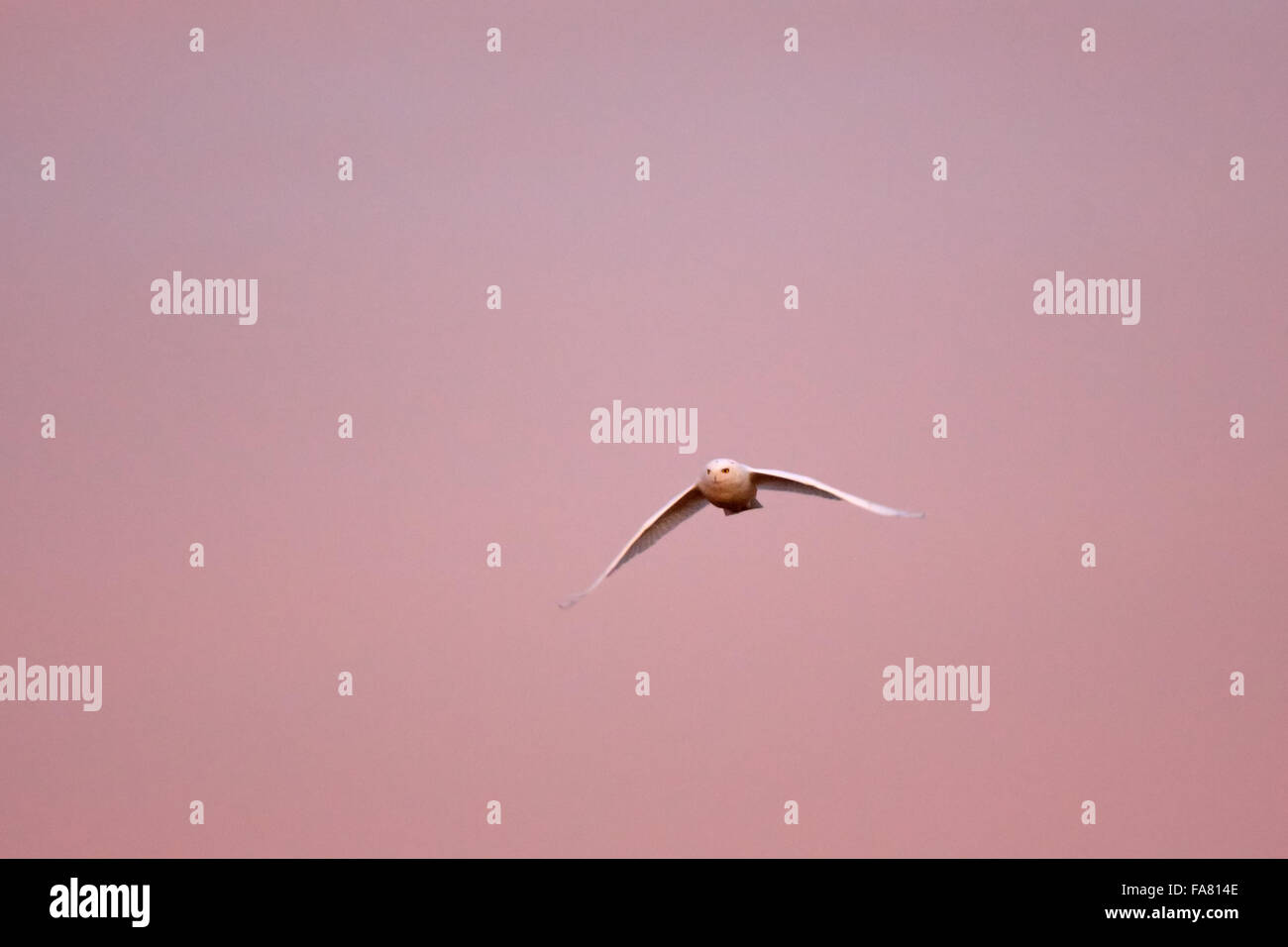 Dic. 19, 2015 - maschio maturo civetta delle nevi (Bubo scandiacus) in volo su western Wisconsin farmland. © Keith R. Crowley/ZUMA filo/Alamy Live News Foto Stock