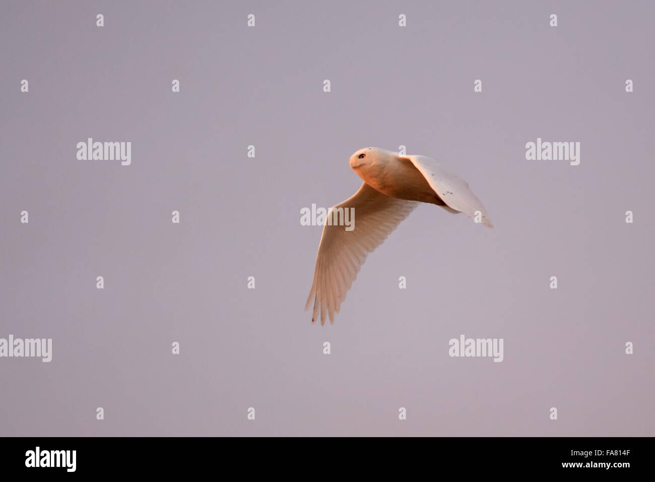 Dic. 19, 2015 - maschio maturo civetta delle nevi (Bubo scandiacus) in volo su western Wisconsin farmland. © Keith R. Crowley/ZUMA filo/Alamy Live News Foto Stock