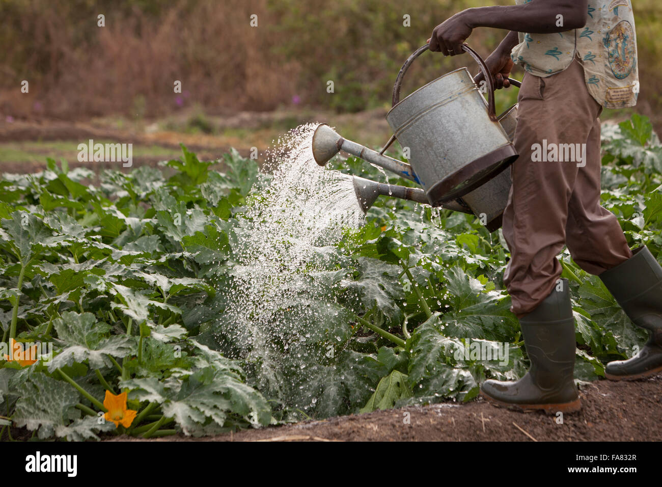 Un piccolo agricoltore acque il suo orto in di reparto, Burkina Faso. Foto Stock