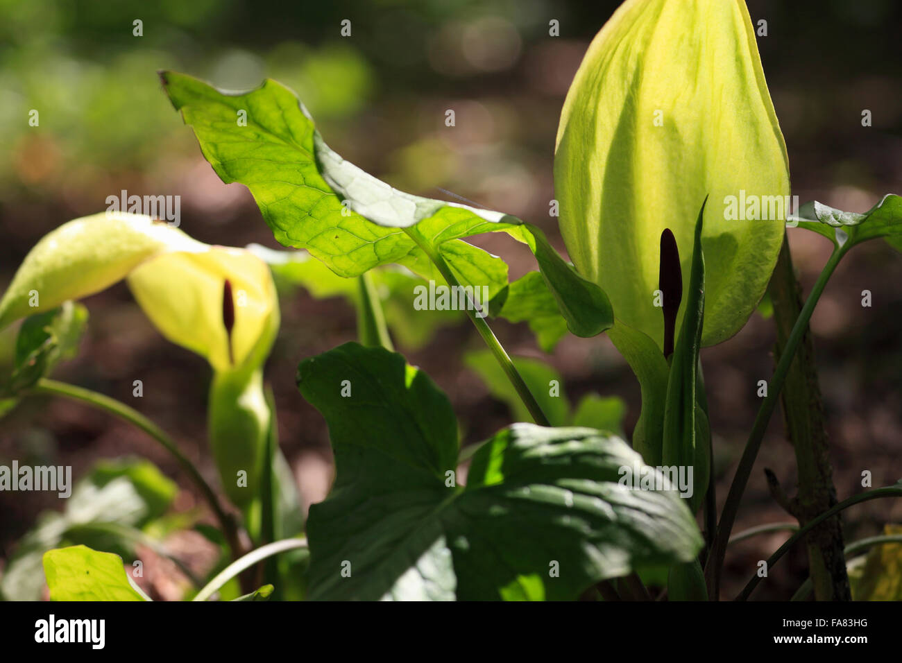 Arum maculatum, cuculo pinta. Foto Stock