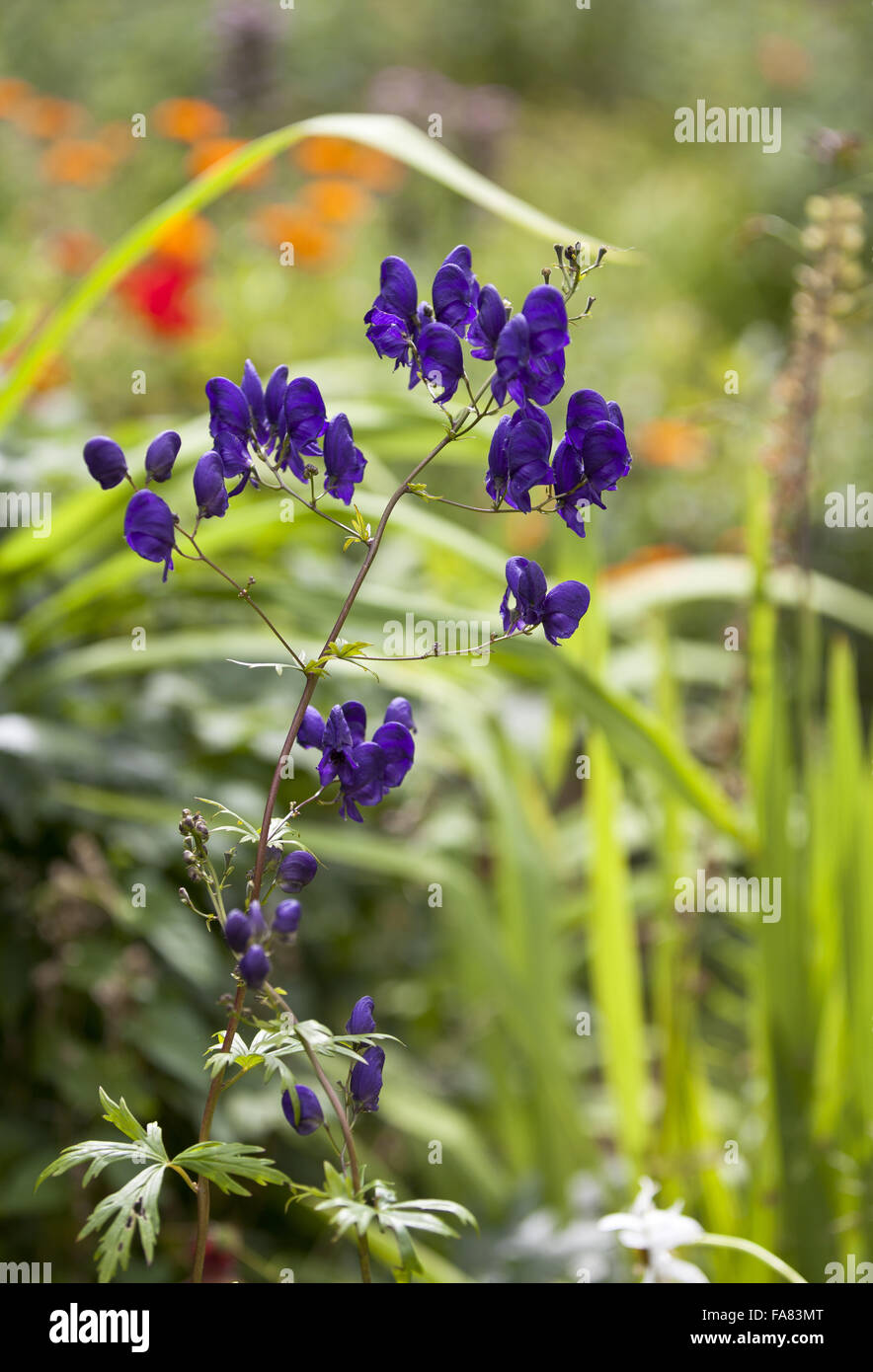 Fiori che crescono nel giardino di Hardy's Birthplace, Dorset. Lo scrittore Thomas Hardy è nato a questo cottage in 1840. Foto Stock