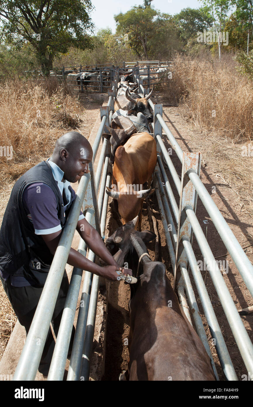 Un veterinario di bovini vaccinati contro la pleuropolmonite essudativa contagiosa dei bovini in Burkina Faso, l'Africa occidentale. Foto Stock