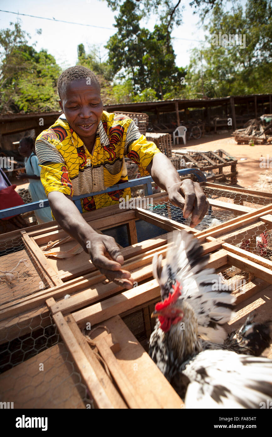 Un fornitore di polli carichi sul suo rimorchio presso il mercato del pollame di Banfora, Burkina Faso. Foto Stock