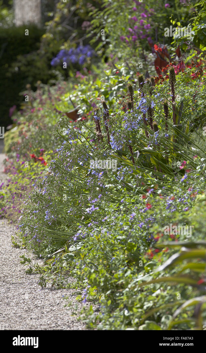 Frontiera nel giardino in settembre a Cotehele, Cornwall. Foto Stock