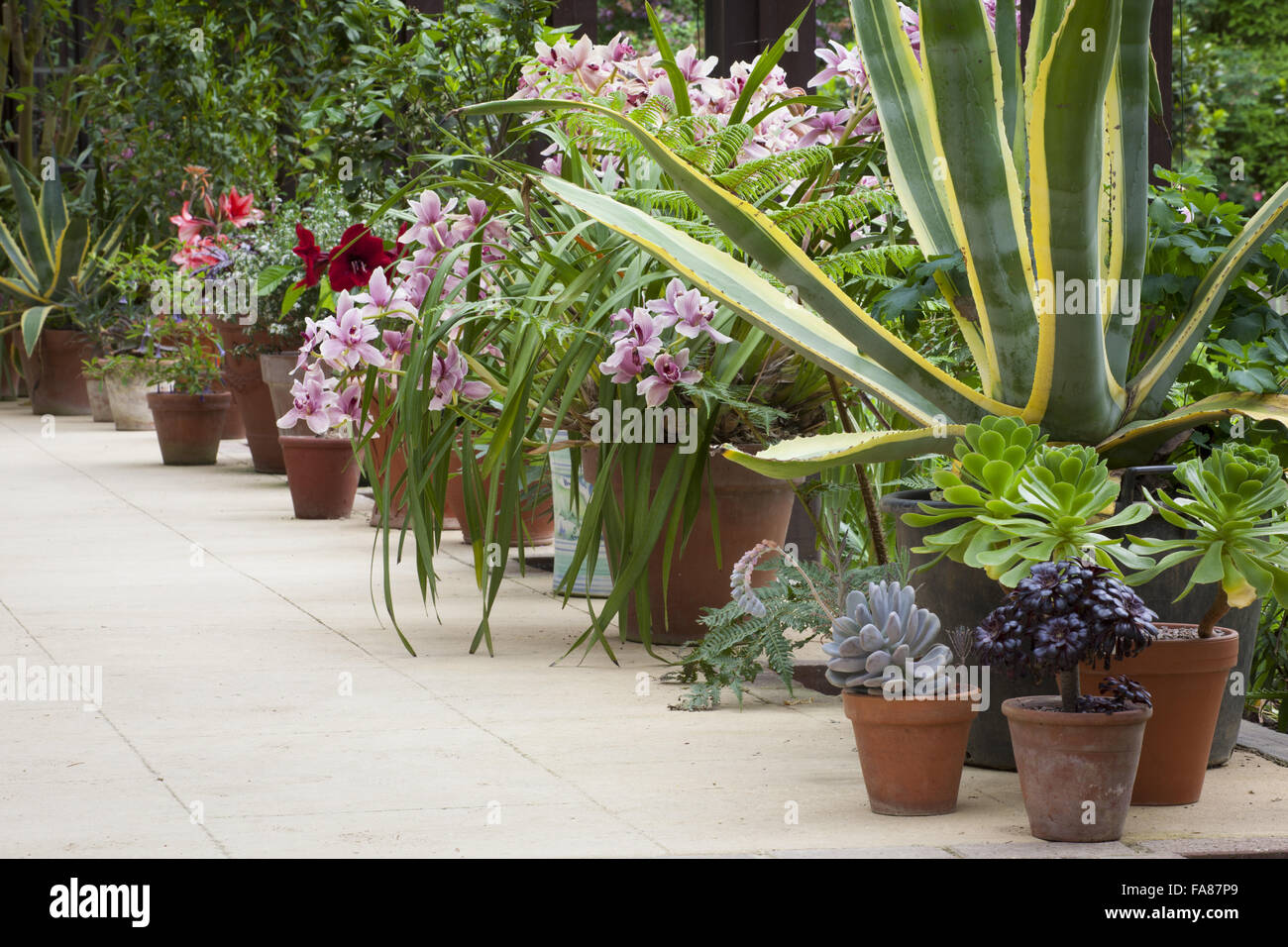 Display contenitore nella pianta Casa comprendente Agave americana, orchidee e amaryllis, a Hidcote, Gloucestershire, in maggio. Foto Stock
