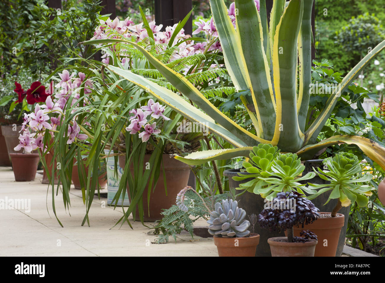 Display contenitore nella pianta Casa incluso Agave americana, orchidee e amaryllis, a Hidcote, Gloucestershire, in maggio. Foto Stock