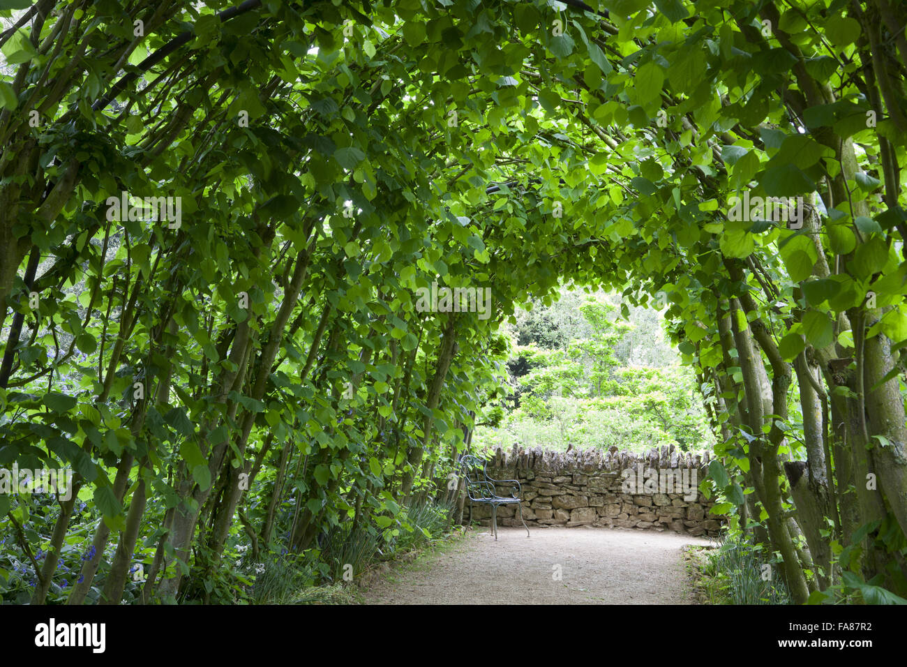 La calce Bower a Hidcote, Gloucestershire, in maggio. Foto Stock