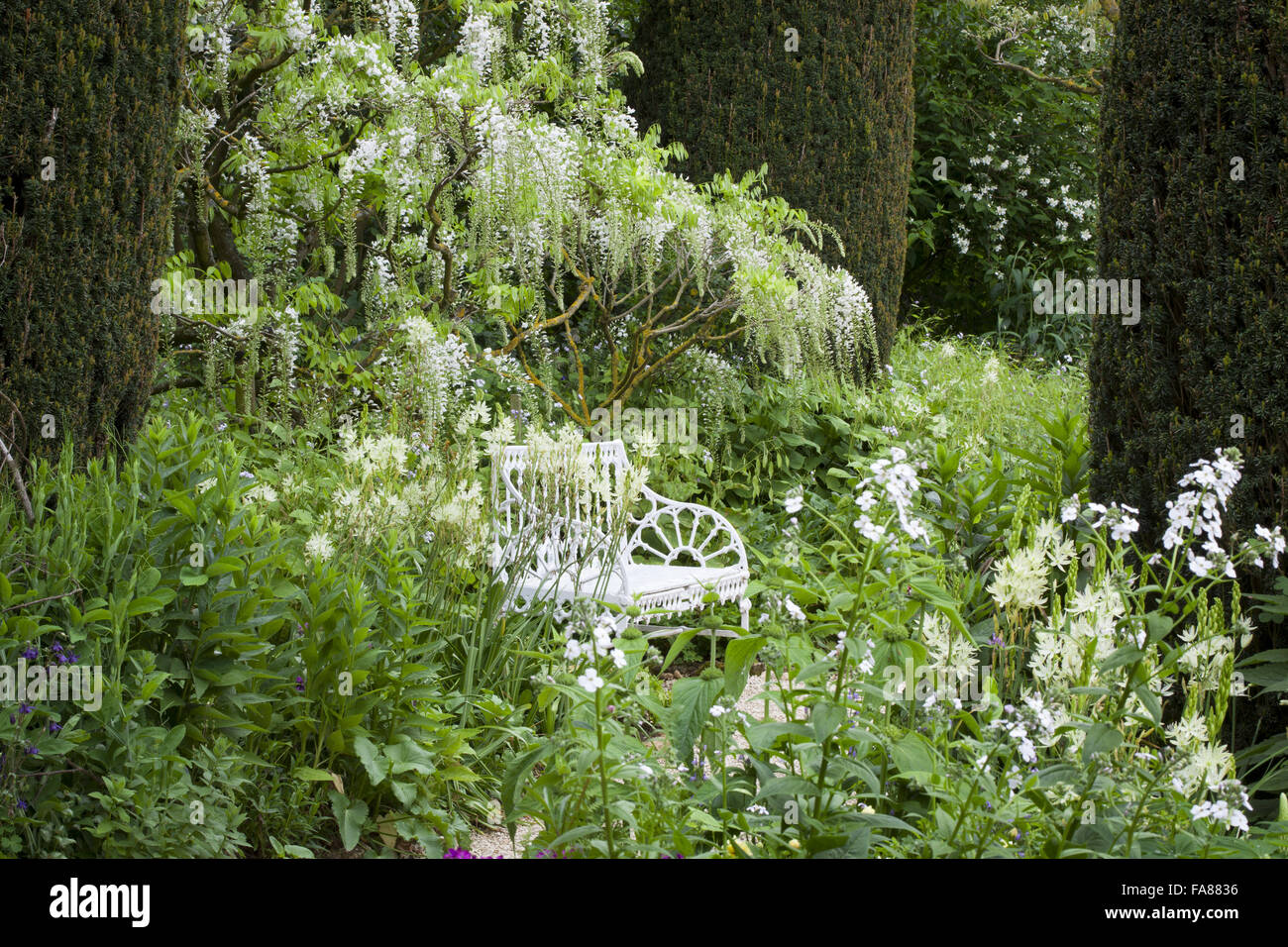 Il Glicine dalla sede di bianco alla fine del lungo le frontiere a Hidcote, Gloucestershire, in maggio. Foto Stock