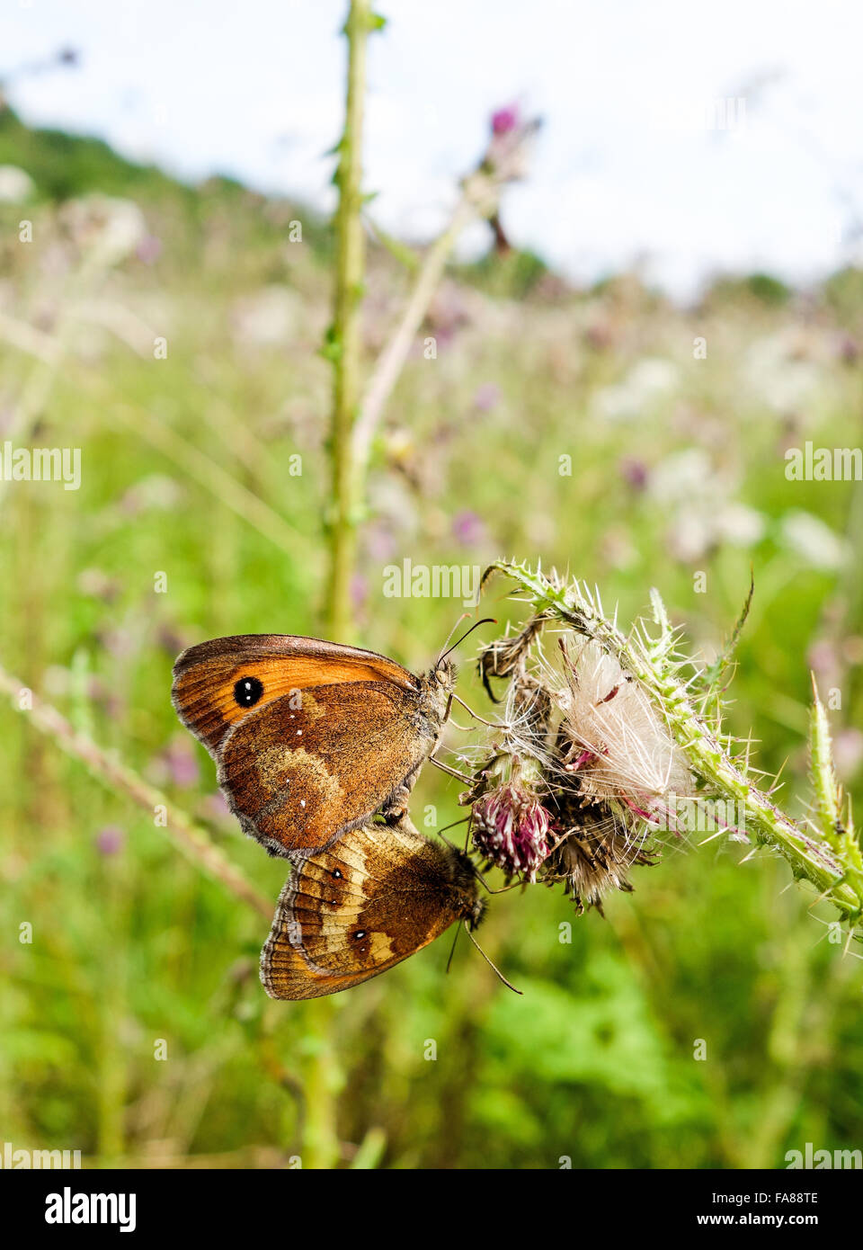 Prato marrone (Maniola jurtina) farfalle coniugata Foto Stock