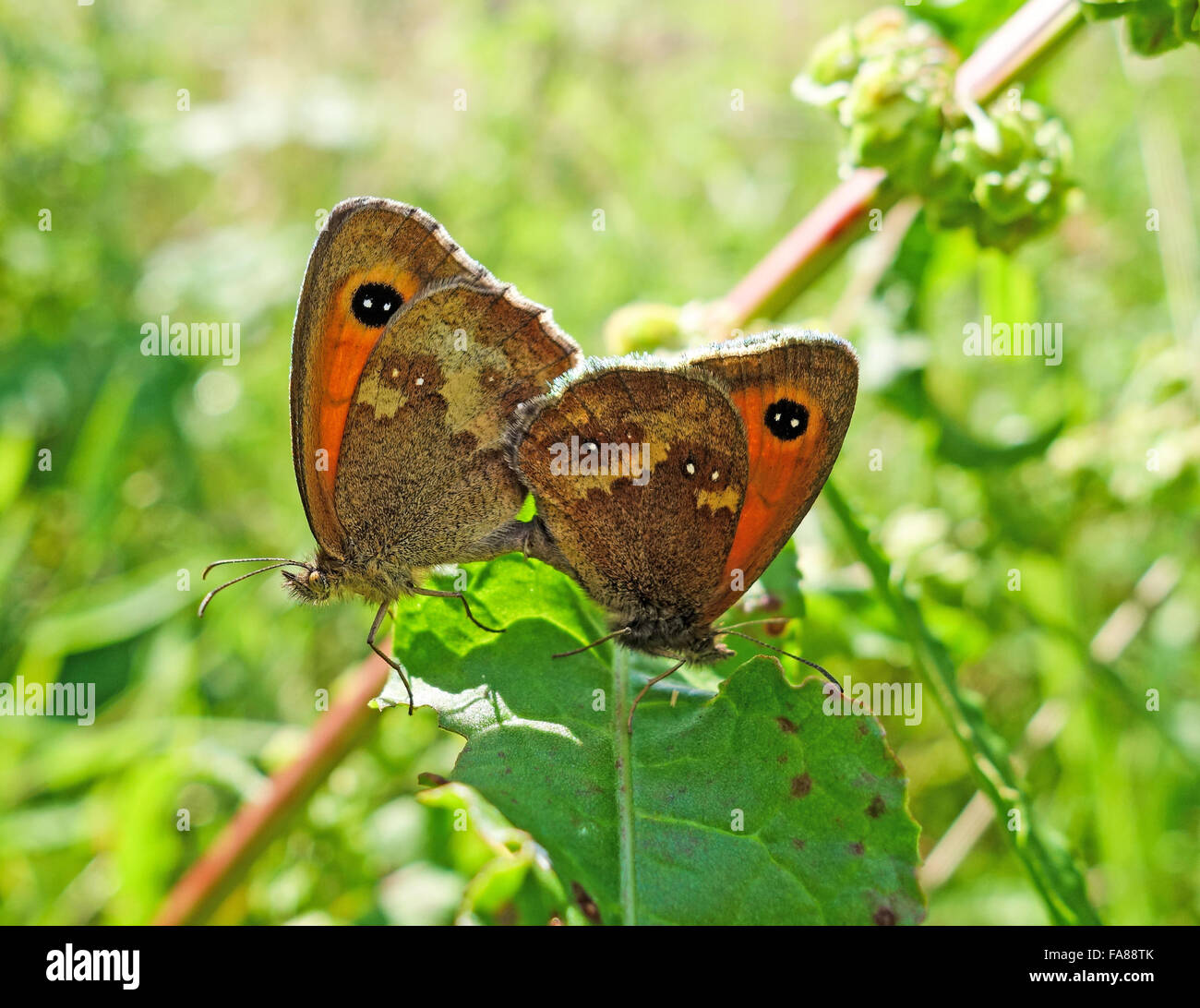 Prato marrone (Maniola jurtina) farfalle coniugata Foto Stock