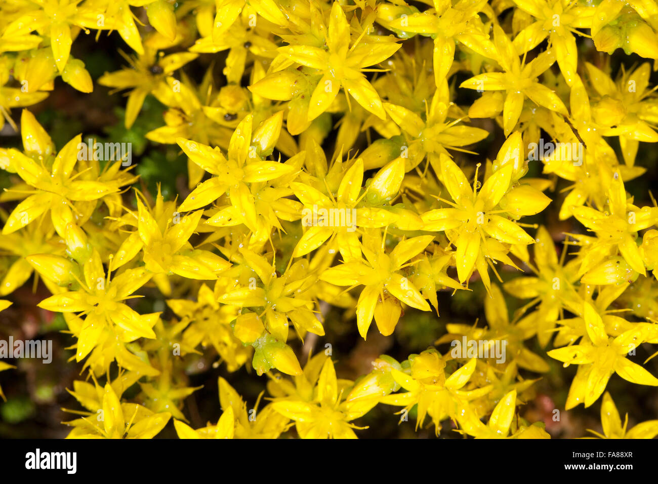 Stonecrop, Parete Pepe, Scharfer Mauerpfeffer, Sedum acre, Orpin âcre, Poivre des murailles Foto Stock