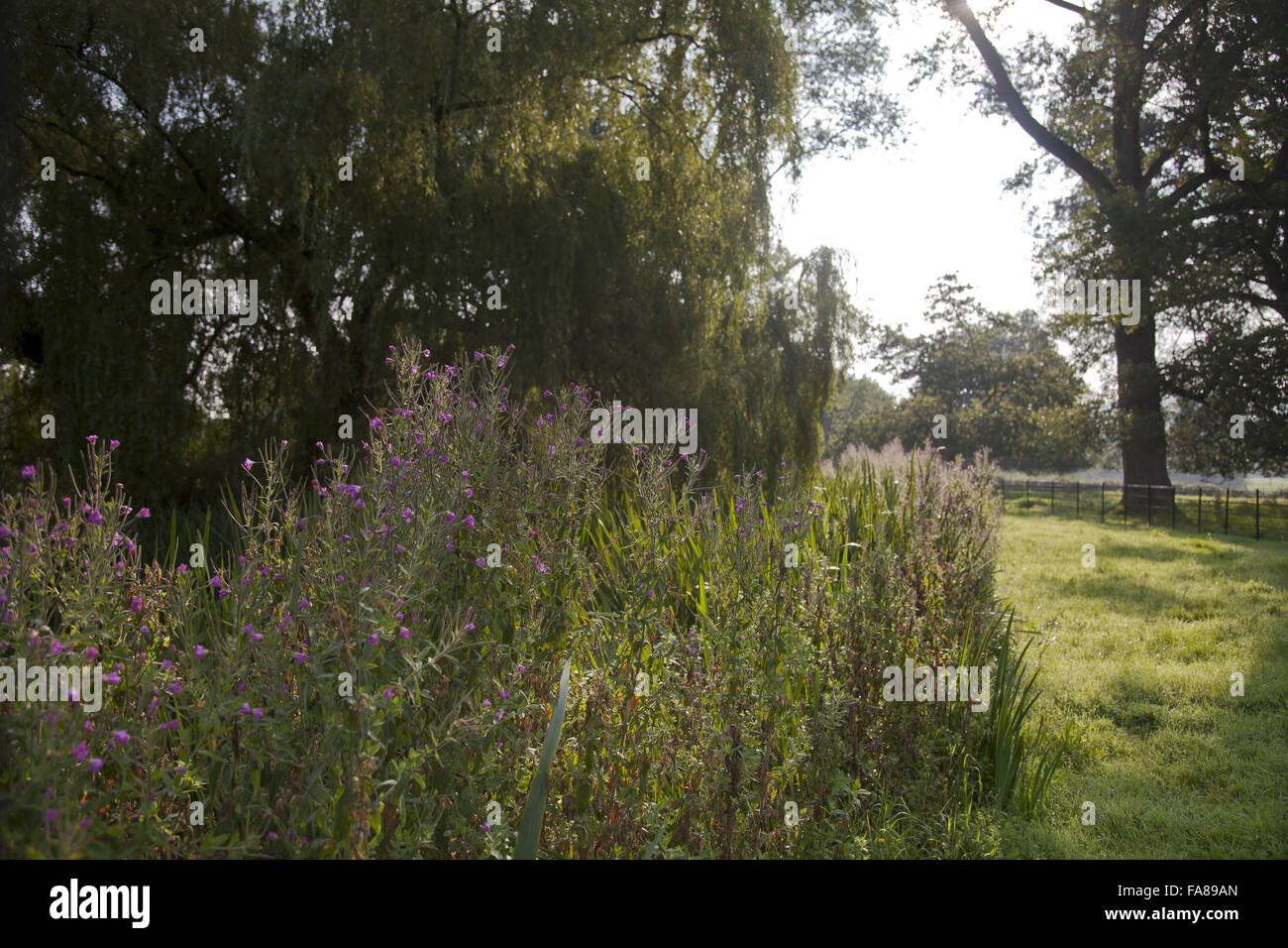 Il parco di Killerton, Devon, nel mese di agosto. Foto Stock