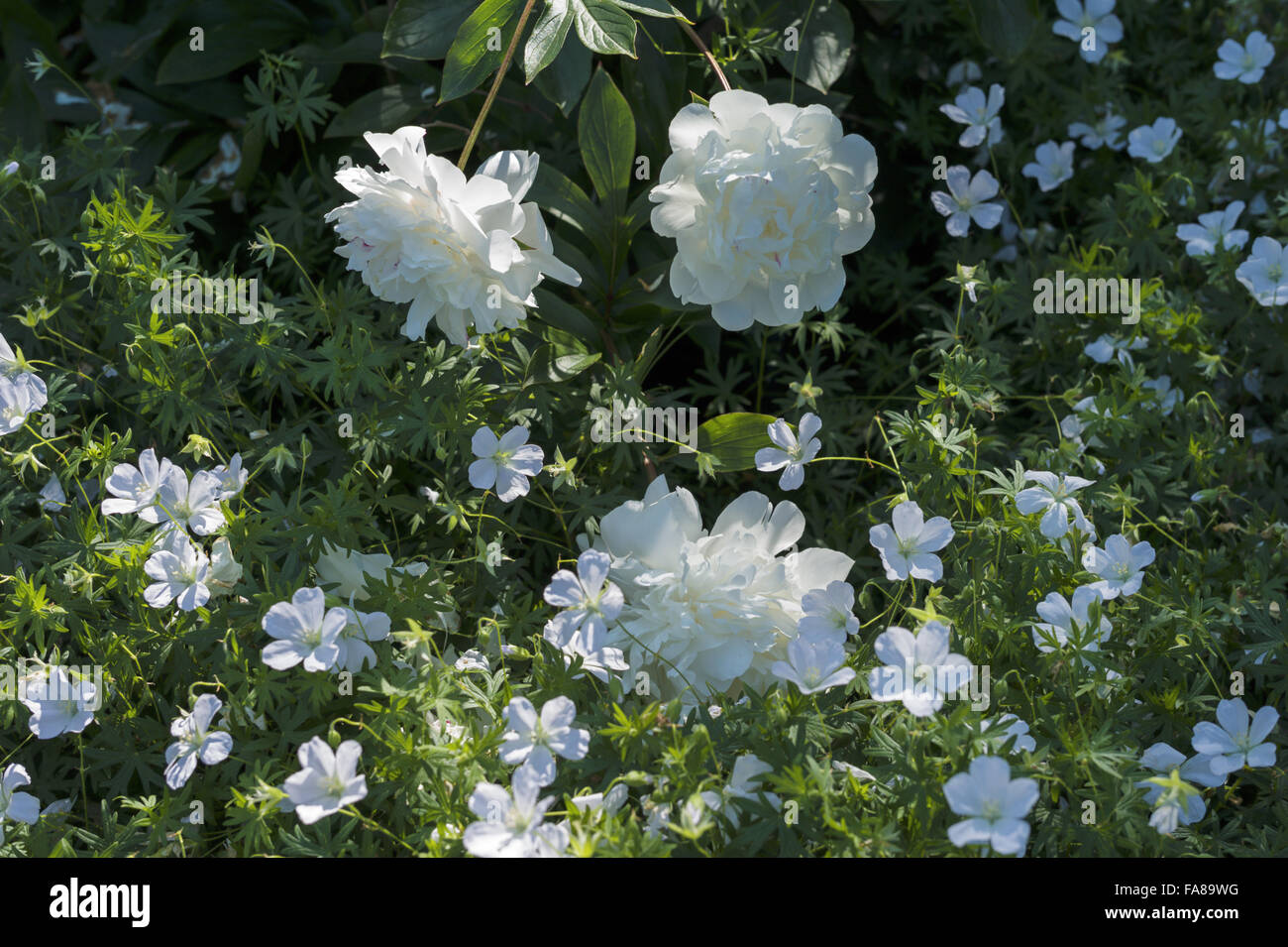 Fiori bianchi crescente nei giardini di luglio presso il castello di  Sissinghurst, Kent. Sissinghurst guadagnato fama internazionale negli anni  Trenta del Novecento quando la Vita Sackville-West e Harold Nicolson creato  un giardino