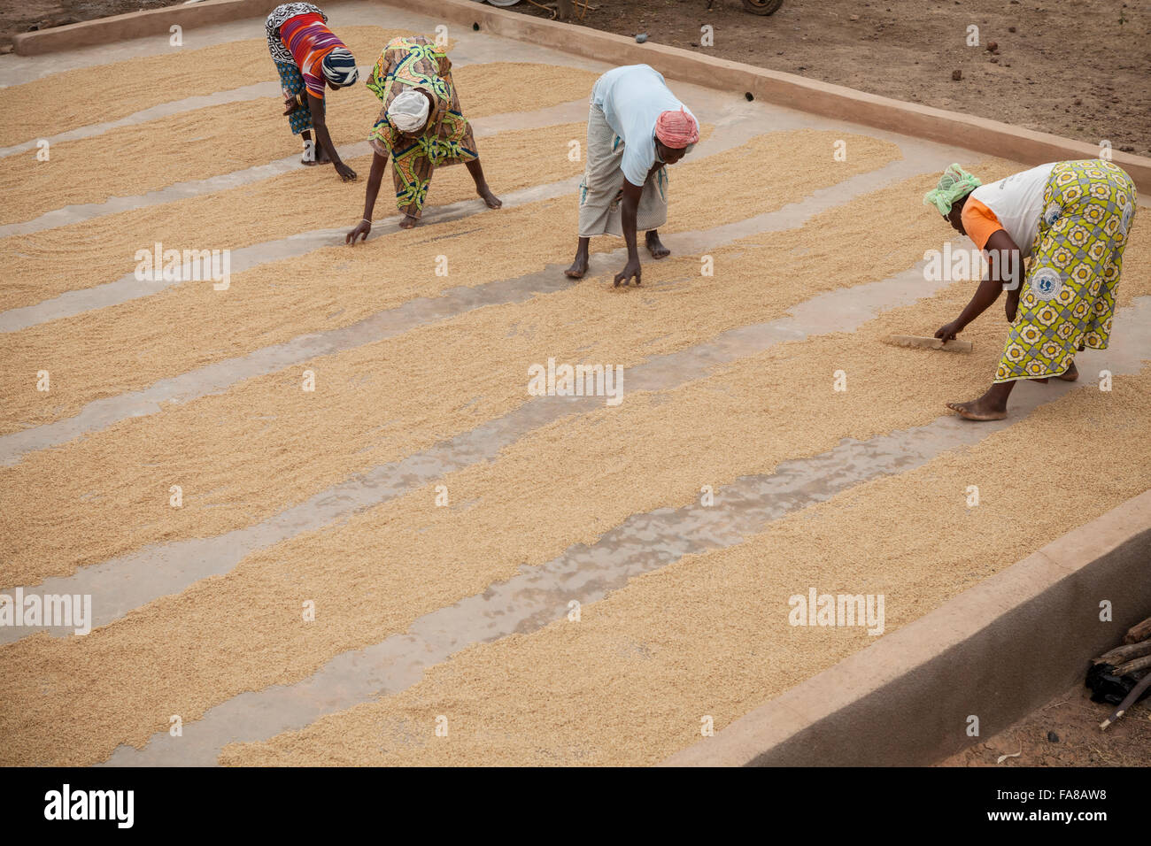 Il riso viene essiccata prima di essere venduto ad un gruppo di donne dal centro di elaborazione in provincia Sourou, Burkina Faso. Foto Stock