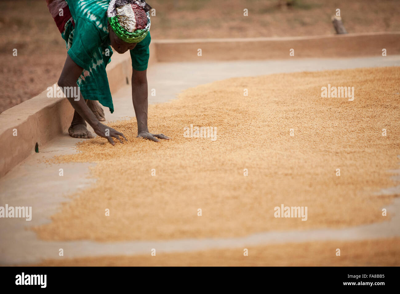 Il riso viene essiccata prima di essere venduto ad un gruppo di donne dal centro di elaborazione in provincia Sourou, Burkina Faso. Foto Stock