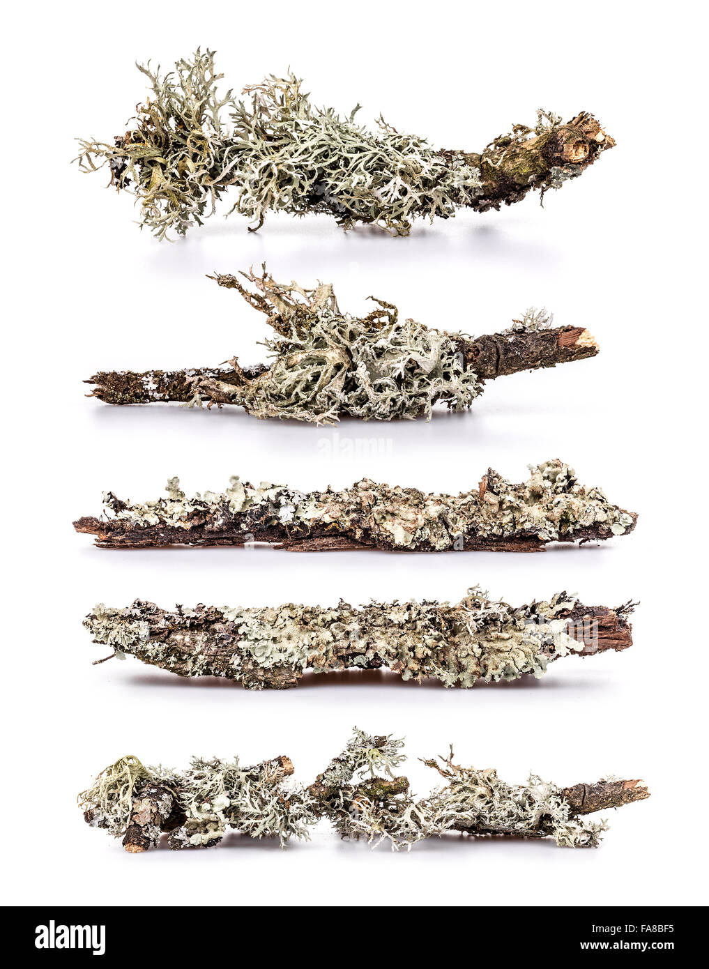 Set di lichen su un ramo, sfondo bianco Foto Stock