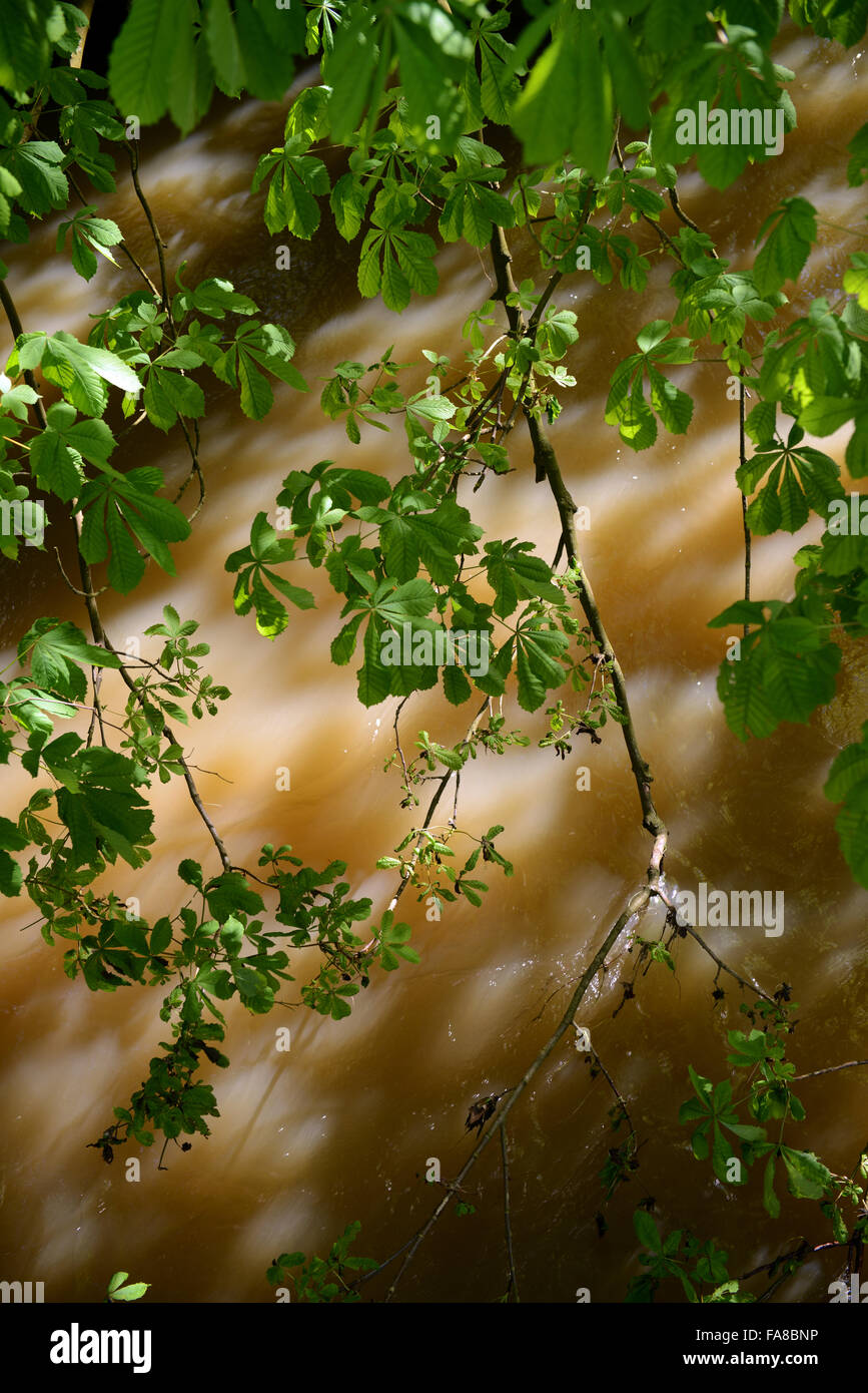 Chiome contro l'Acqua del Fiume Mole al Box Hill, Surrey. Foto Stock