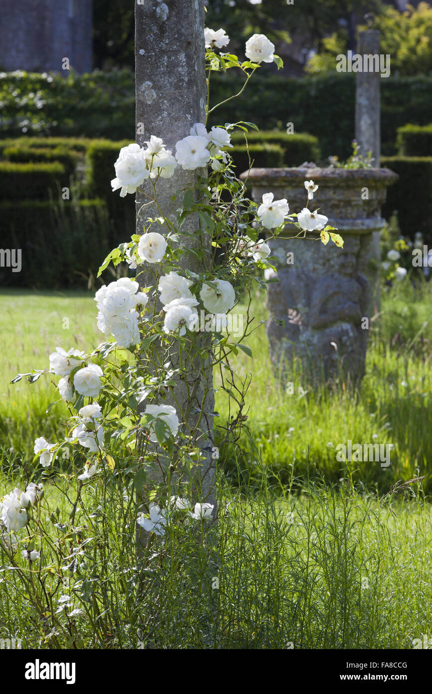 Rose bianche supportato da un pilastro nel pilastro giardino presso i tribunali giardino, Wiltshire, in giugno. Foto Stock