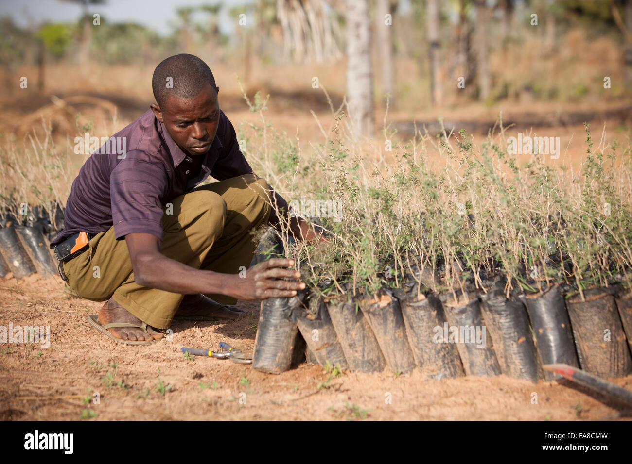 Albero e piantina vivaio nel dipartimento di Banfora, Burkina Faso. Foto Stock