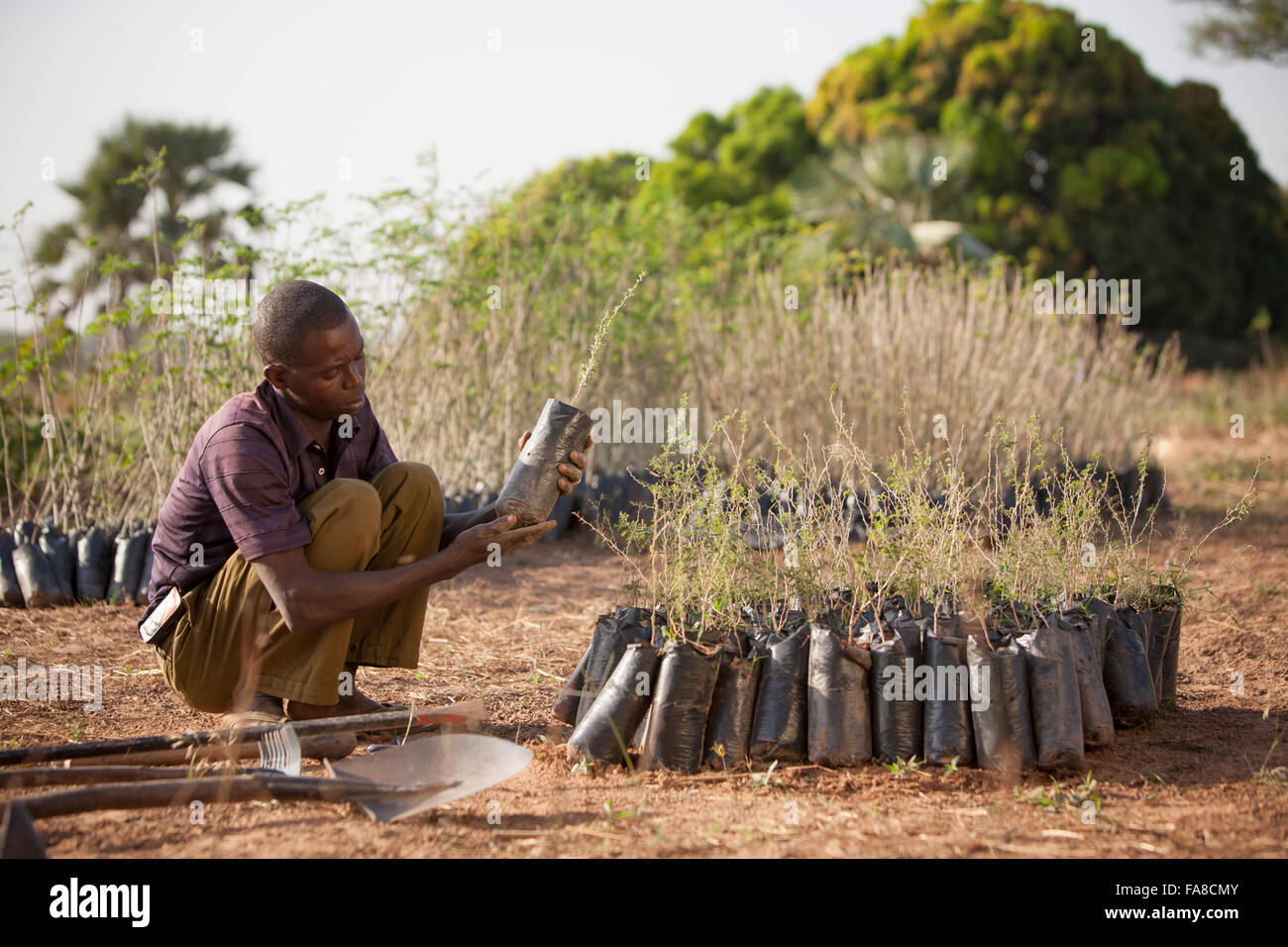 Albero e piantina vivaio nel dipartimento di Banfora, Burkina Faso. Foto Stock