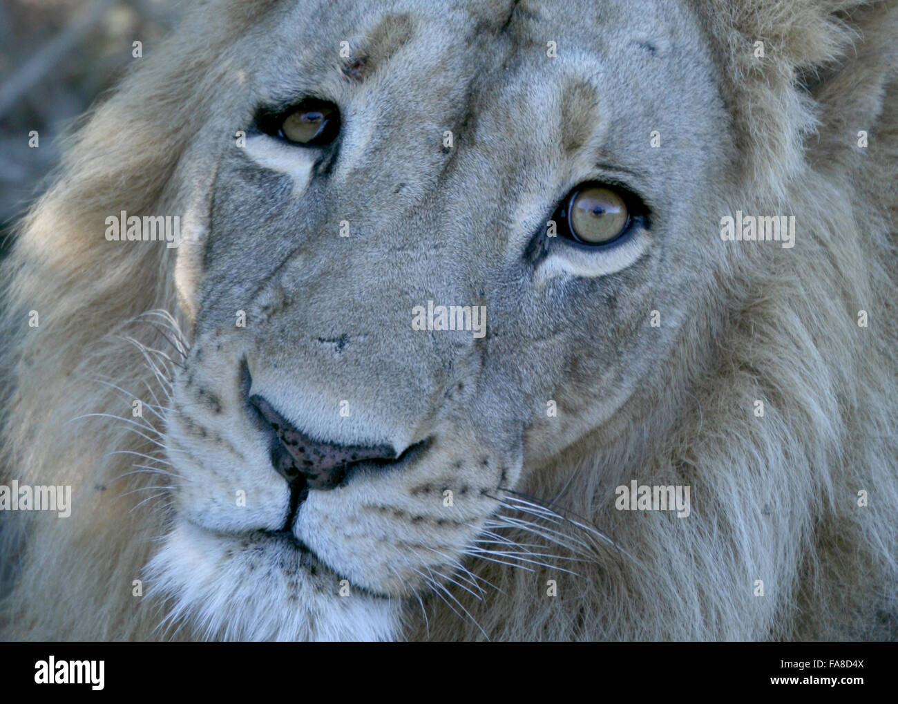 Maschio faccia Lion Close up Botswana Foto Stock