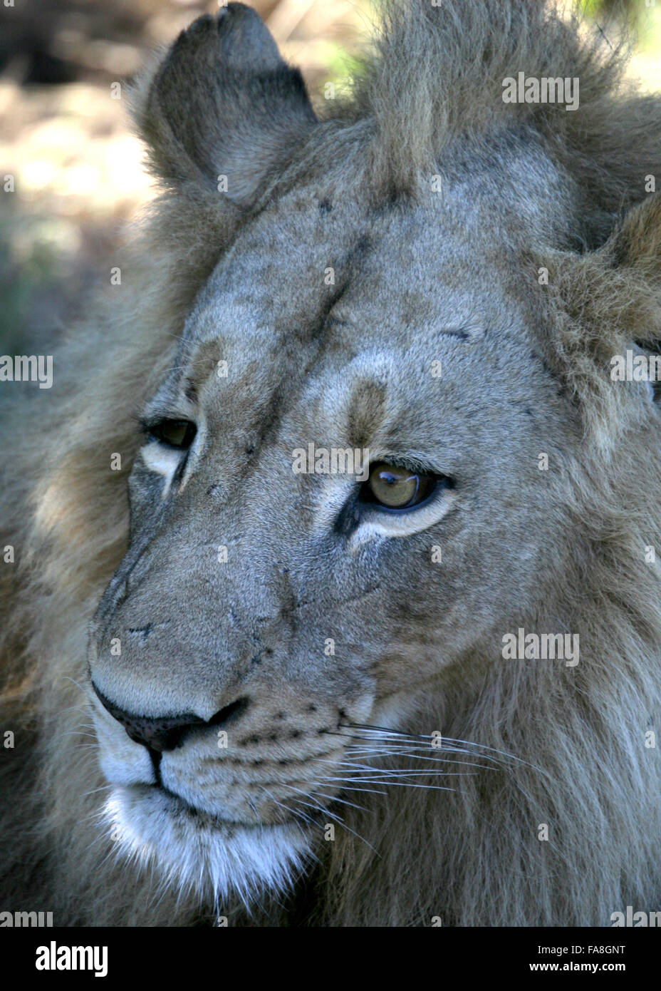 Maschio faccia di leone e piena Mane Vista Laterale Botswana Foto Stock