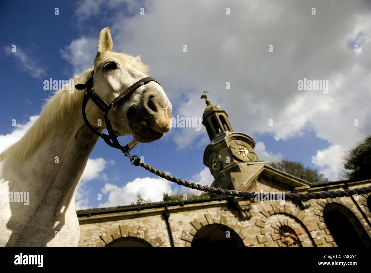 A cavallo del National Trust, Museo delle Carrozze a Arlington corte, Devon. Foto Stock