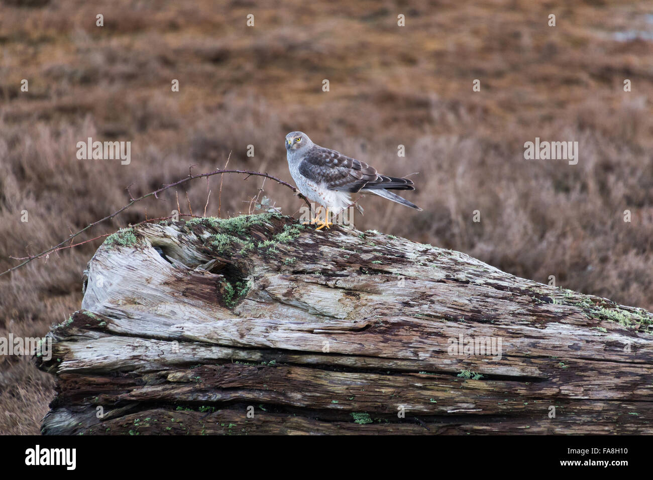 Northern Harrier nella baia di confine delta Foto Stock