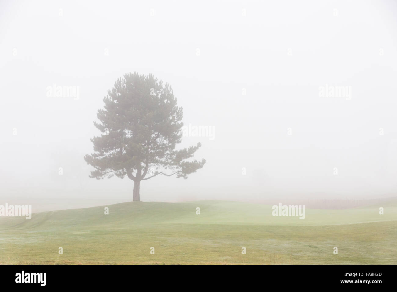 Albero solitario con foggy sky Foto Stock