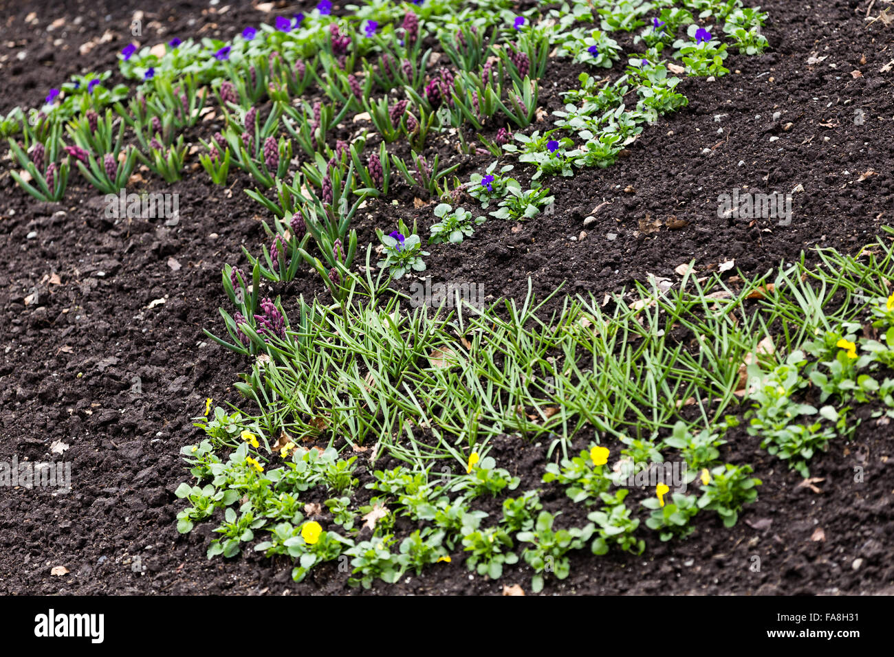 Giardino di fiori con letto a forma di curva Foto Stock
