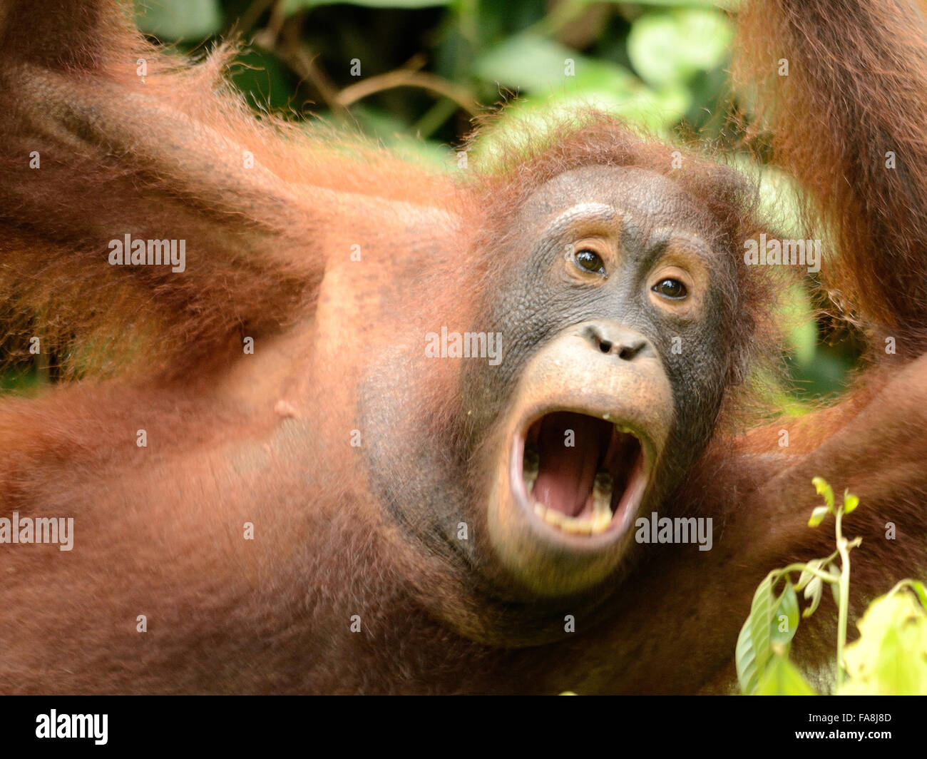 Orangutan in Sepilok Orangutan centro di riabilitazione Foto Stock