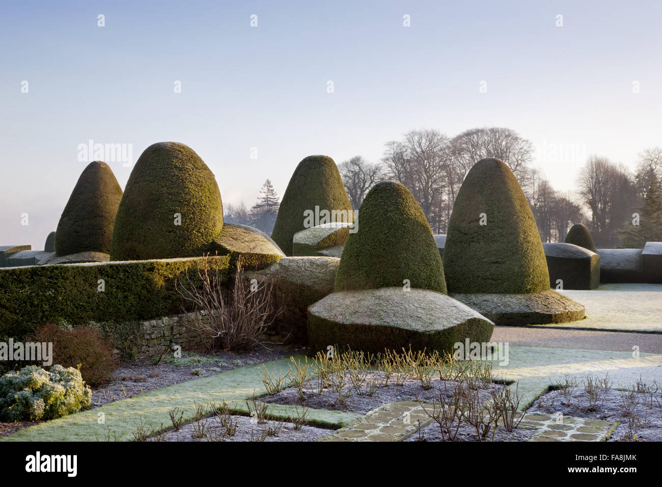 Topiaria da Yew nel giardino formale a Chirk Castle, Wrexham, d'inverno. Foto Stock