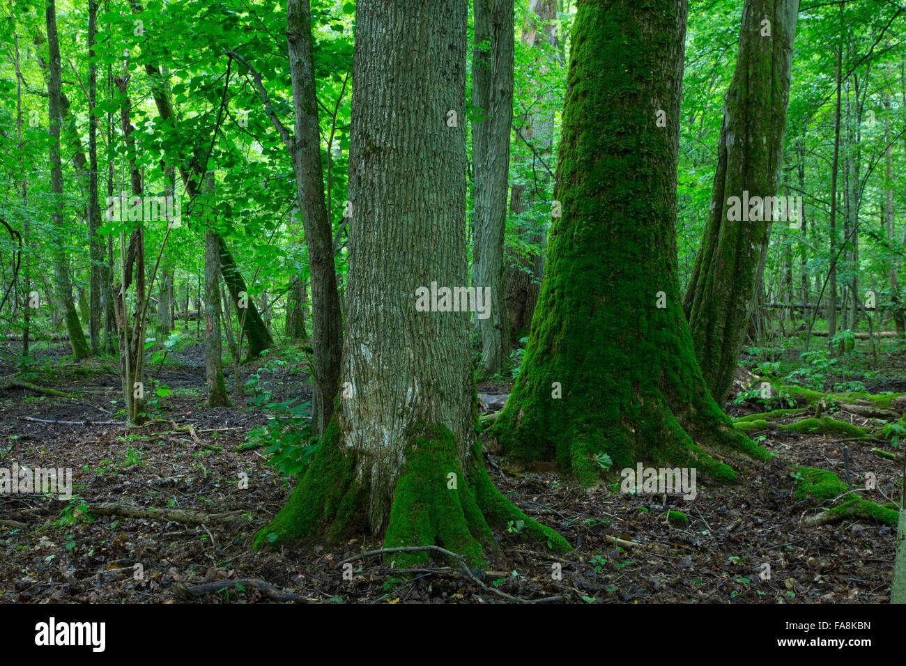 Gruppo di vecchi alberi nel vecchio naturale stand di latifoglie della foresta di Bialowieza in background,Bialowieza Forest,Polonia,l'Europa Foto Stock