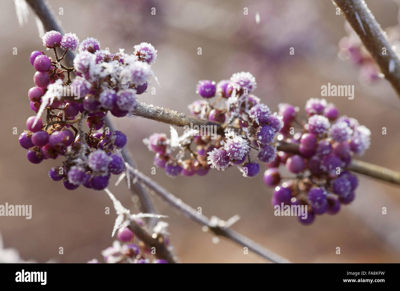 Callicarpa bodinieri var. giraldii "Profusione' nel gelo in dicembre a Anglesey Abbey, Cambridgeshire. Foto Stock