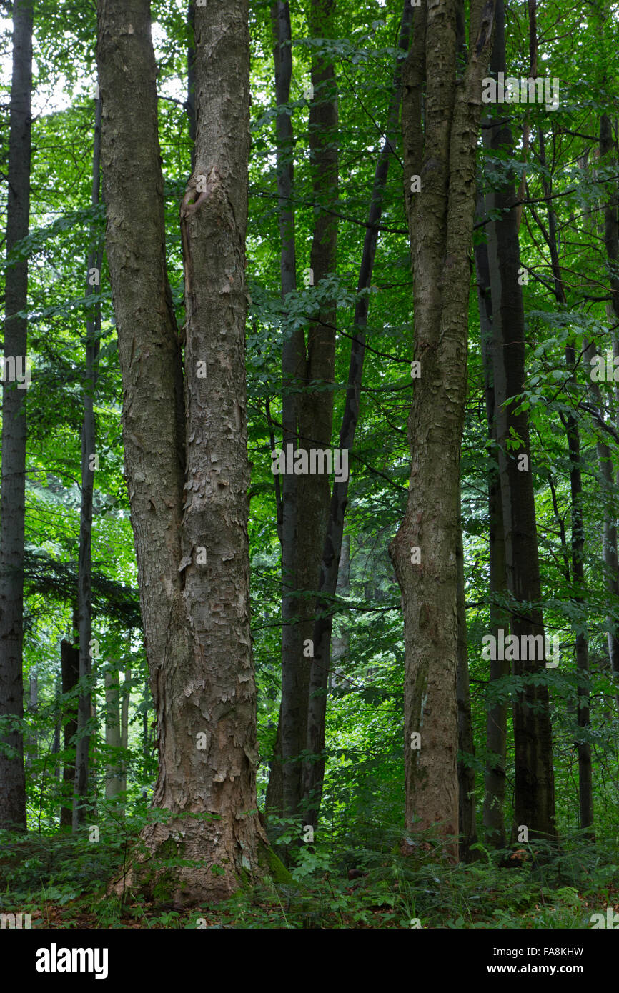 Naturali misti stand di Bieszczady regione di montagna in estate dopo la pioggia con due vecchie sicomoro in primo piano,Bieszczady Regio Foto Stock