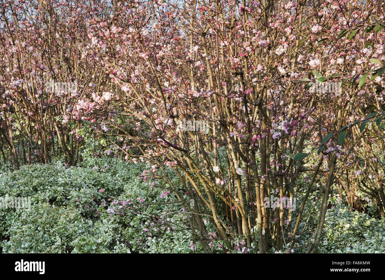 Viburnum x bodnantense 'Dawn' e Euonymus fortunei 'Emerald Gaiety' in Febbraio a Anglesey Abbey, Cambridgeshire. Foto Stock