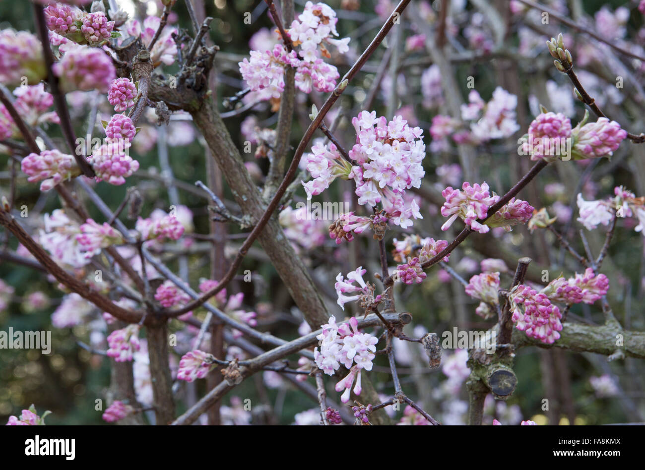 Viburnum x bodnantense 'Dawn' in Febbraio a Anglesey Abbey, Cambridgeshire. Foto Stock