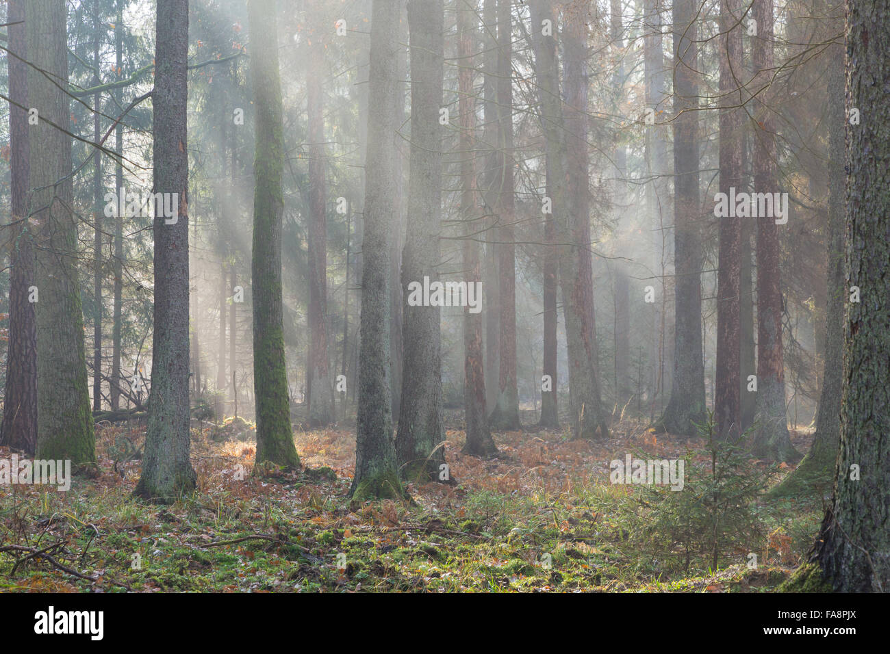 Mattina autunnale nella foresta con nebbia tra pini e abeti, foresta di Bialowieza, Polonia, Europa Foto Stock