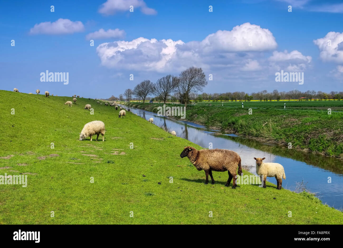 Ostfriesland Schafe - Frisia orientale pecore 01 Foto Stock