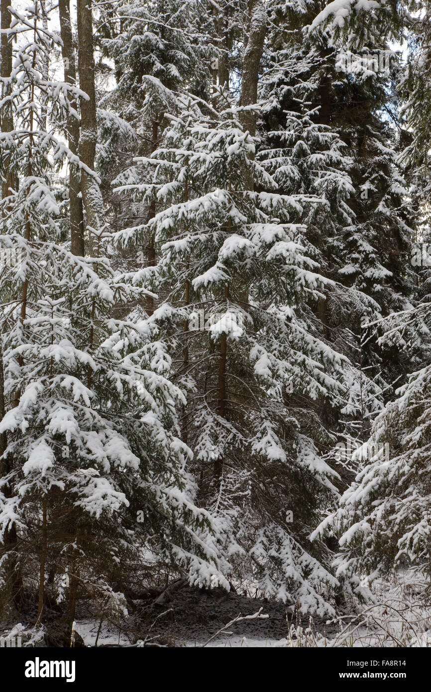 Paesaggio invernale di foresta naturale con i capretti di abeti neve avvolto,Bialowieza Forest,Polonia,l'Europa Foto Stock