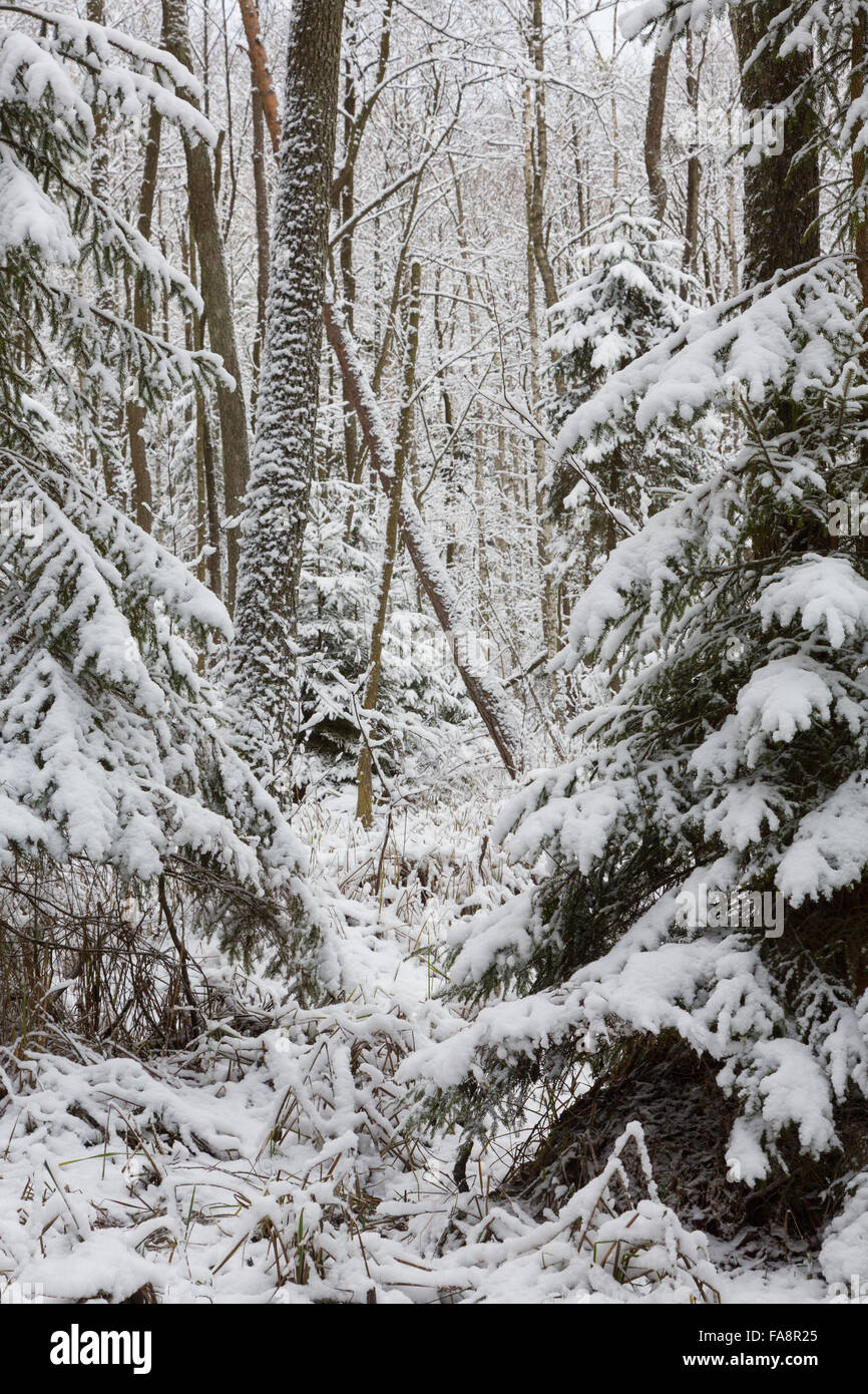 Paesaggio invernale di foresta naturale con morti abete rosso di tronchi di alberi giacenti,Bialowieza Forest,Polonia,l'Europa Foto Stock