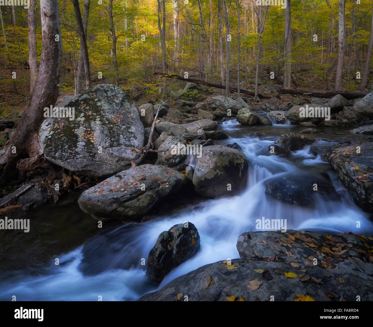 Autunno in rovere bianco canyon del Parco Nazionale di Shenandoah, Virginia Foto Stock