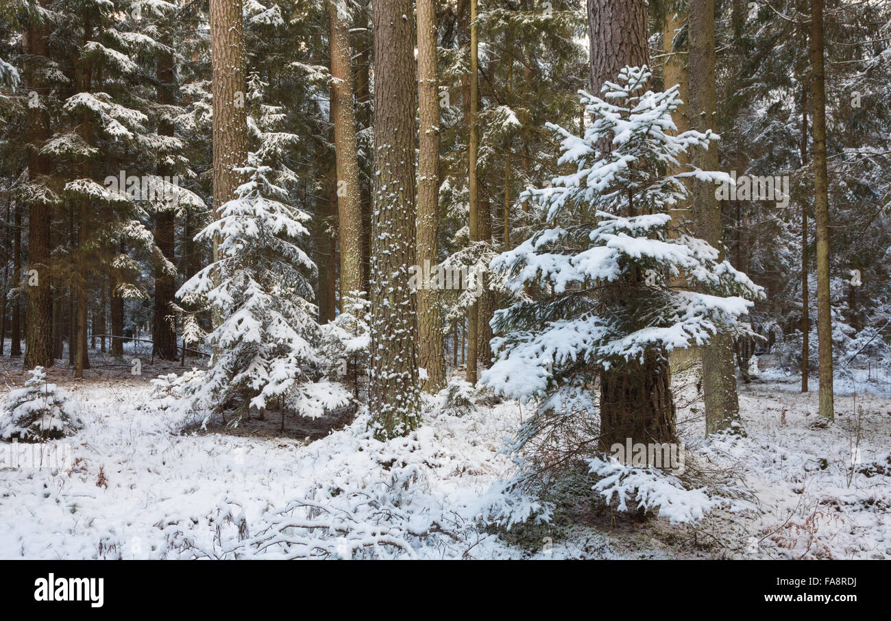 Paesaggio invernale di foresta naturale con alberi di pino e trunk abeti rossi,Bialowieza Forest,Polonia,l'Europa Foto Stock