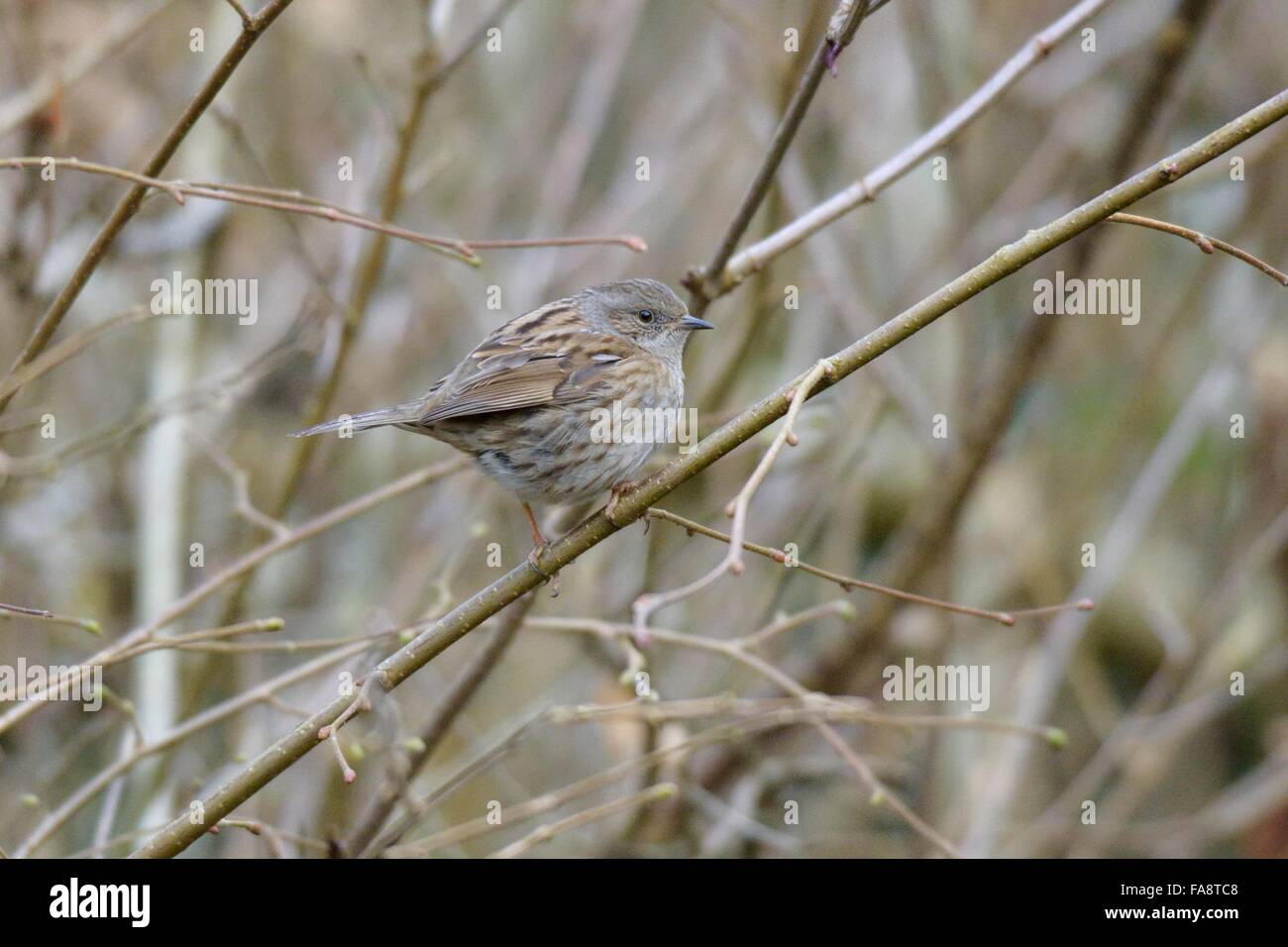 Dunnock o Hedge Sparrow, Prunella modularis, Wales, Regno Unito. Foto Stock