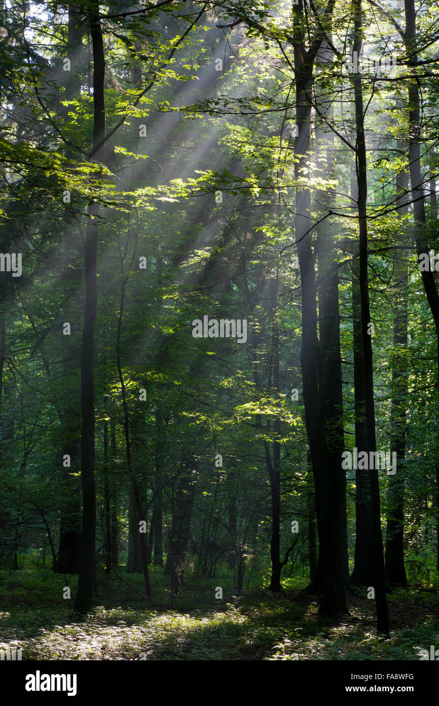 Sunbeam entrando ricco bosco di latifoglie nella foschia mattutina con il vecchio albero di betulla in primo piano,Bialowieza Forest,Polonia,l'Europa Foto Stock