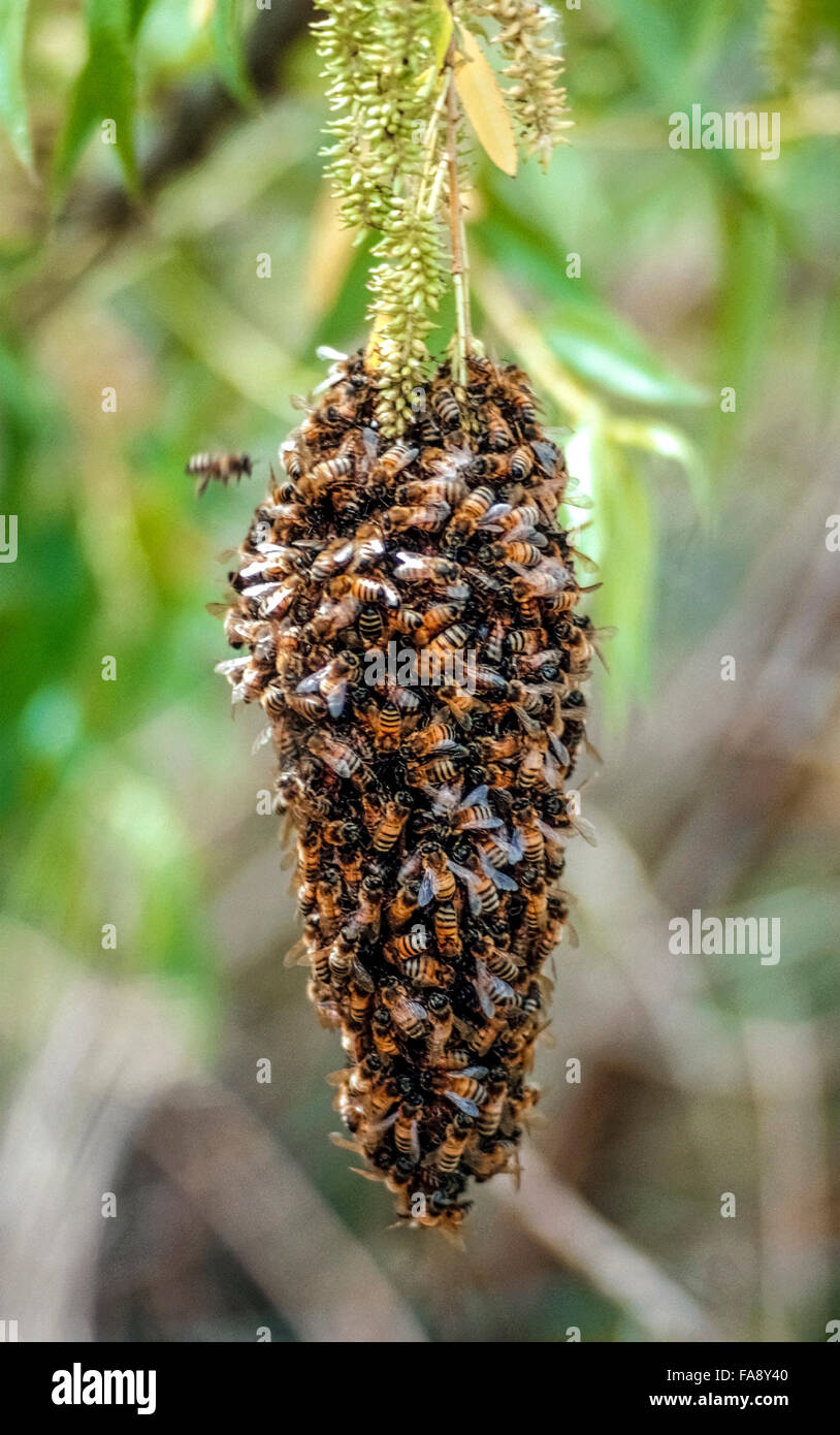 Uno sciame di api da miele appeso a un ramo di albero cluster insieme per conservare il calore durante la stagione invernale in California, Stati Uniti d'America. Queste sono delle api maschio (chiamato fuchi) che normalmente vivono nell'alveare durante la primavera e l'estate. Un significativo die-off della Western honeybees (Apis mellifera) nel Nord America dal 2006 è stata definita "sindrome del collasso della colonia", ma nessuna causa specifica per il declino è stato determinato. Questa riduzione della popolazione di ape ha causato una crescente perdita di prodotti agricoli che dipendono da impollinazione dalle api. Foto Stock